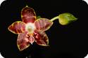 Phal. Ambonosa Spicy King